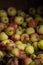 Bushel of freshly picked apples on display at county fair in fall