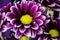 Bushel of Purple and Yellow Daisies