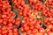 Bushels of Tomatoes