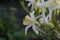 Bushes of Aquilegia flowers in the light.