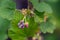 Bushes of black currant in bloom in spring,