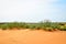 Bushes in the Black Lands desert