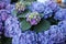 Bushes blooming lilac blue hydrangea in the garden outdoors
