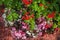 Bushes of blooming red geranium and below clusters of small begonias flowers of White Ice and Bada Boom Pink varieties