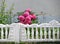 Bushes of blooming tender pink peonies behind a white fence