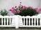 Bushes of blooming tender pink peonies behind a white fence with a place for text