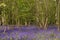 Bushes in a bluebells