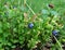 Bushes of blueberries among thickets Derain Swedish