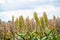 Bushes cereal and forage sorghum plant one kind of mature and grow on the field in a row