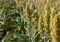 Bushes cereal and forage sorghum plant one kind of mature and grow on the field in a row
