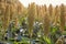 Bushes cereal and forage sorghum plant one kind of mature and grow on the field in a row