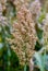 Bushes cereal and forage sorghum plant one kind of mature and grow on the field in a row in the open air. Harvesting.