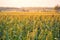 Bushes cereal and forage sorghum plant one kind of mature and grow on the field in a row outdoors.