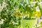 Bushes of cherry tomatoes grow in flower pots on the windowsill. Potted tomatoes on window. Kitchen garden