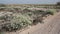 The bushes of Crambe maritima on the coast of the Azov sea.