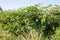 Bushes of cultivated dewberry with unripe berries in sunny weather