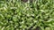 Bushes of cultivated hosta with variegated leaves, top view