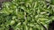 Bushes of cultivated hosta with variegated leaves, top view