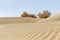 Bushes in desert with natural sand wave