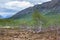 Bushes of dwarf birches or Betula nana are in tundra and mountains, the Kola peninsula, Khibiny massif, Russia. Cold spring season