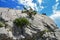 The bushes and dwarfish trees growing on the rock