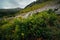 Bushes of edible blueberries, Carpathian mountains, nature of Ukraine. Summer