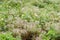 Bushes of faded clematis with fancy, shaggy flowers