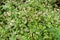 Bushes of faded clematis with fancy, shaggy flowers