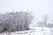 Bushes and a few trees on a snowy meadow on a foggy winter day