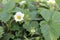 Bushes of flowering strawberries with small white flowers spring fruiting