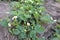 Bushes of flowering strawberries with small white flowers spring fruiting