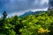 Bushes and fog over Grandfather Mountain, near Linville