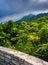 Bushes and fog over Grandfather Mountain, near Linville