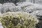 Bushes forsythia flowers covered with snow