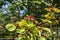 Bushes fresh juicy ripe blackberries.Ripe delicious berries close-up.Harvest, August