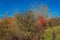 Bushes in golden autumn