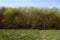 Bushes, grass and sky