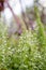 Bushes of heather. Blooming forest flowers