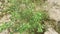 Bushes of heliotropium indicum weed plant.