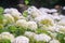 Bushes of Hydrangea arborescens flower in the garden, White hortensia in park close up