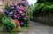 Bushes of hydrangea pink, blue, lilac, violet, purple. Flowers are blooming in spring and summer in town street garden. Violet,