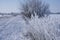 Bushes ice covered near snowy road on blurred natural background. Hoarfrost on dried flowers in backlight at sunny day