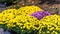 Bushes of Korean chrysanthemums in the garden, Japan. Close-up.