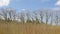 Bushes and lane of bare maple trees