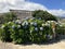 Bushes of large hydrangeas in the background of the Santana traditional house\\\'s roof