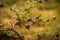 Bushes with large spines and round brown fruits in which ants inhabit  in African bush, Kenya