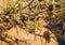 Bushes with large spines and round brown fruits in which ants inhabit  in African bush, Kenya