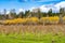 Bushes Larsen Lake Blueberry Farm Park Bellevue Washington