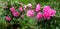 Bushes with lush pink peonies grow on a flower bed. Gorgeous floral background