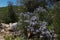 Bushes of Mountain Lilac in Bloom